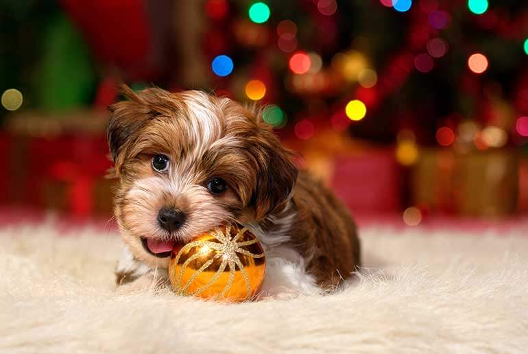 Holiday Gift Ideas for Pets and Their Humans - OnFocus