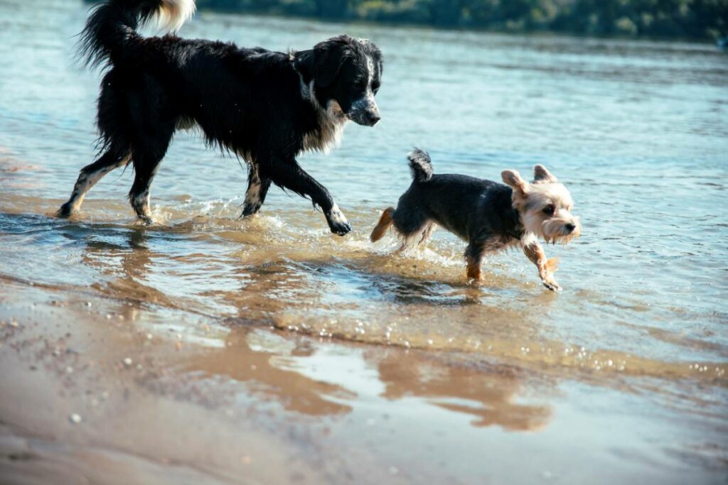 Two dogs playing in the water on the shore of a beach. 